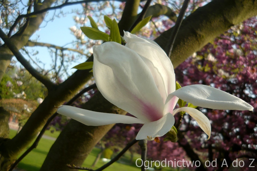 Magnolia x soulangeana 