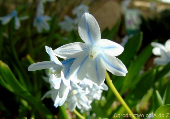 Puszkinia cebulicowata