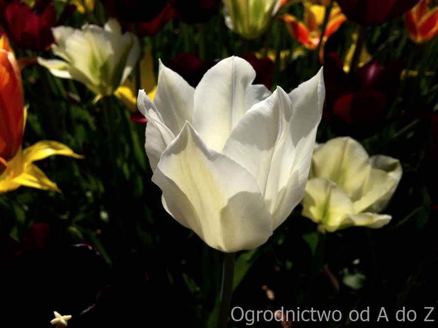 Tulipan liliokształtny 'White Triumphator'