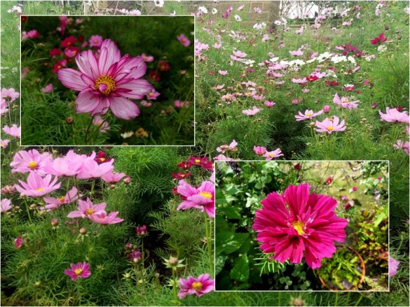 Kosmos podwójnie pierzasty