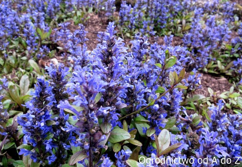 Dąbrówka i jej niebieskie kwiaty