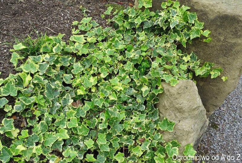 Hedera helix 'Midas touch'