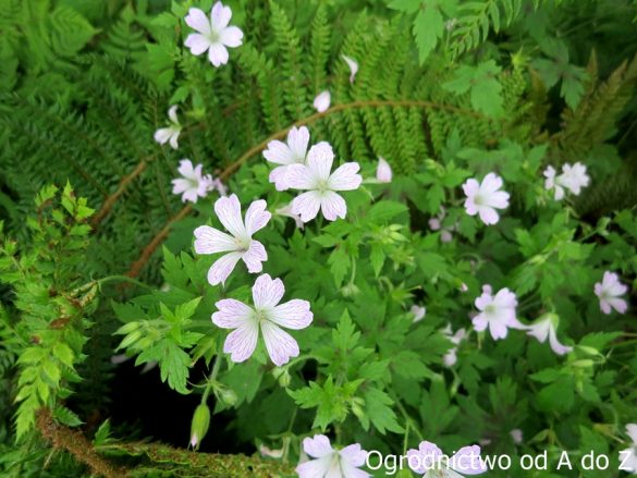 Bodziszek 'Katherine Adele'