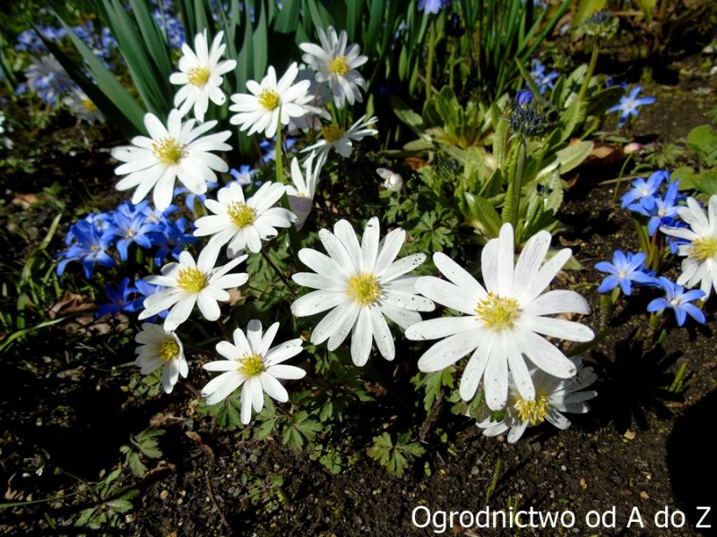 Zawilec grecki- białe kwiaty