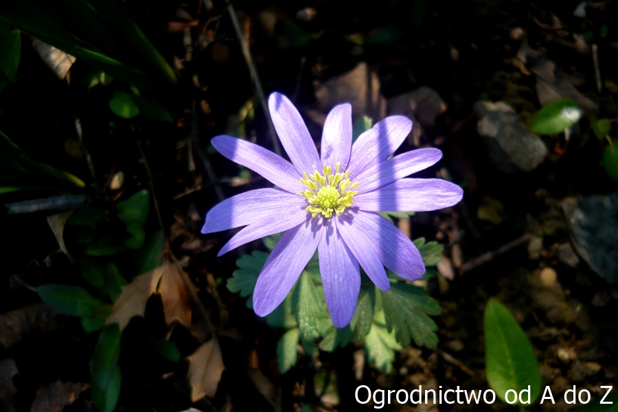 Zawilec grecki- kwiat 