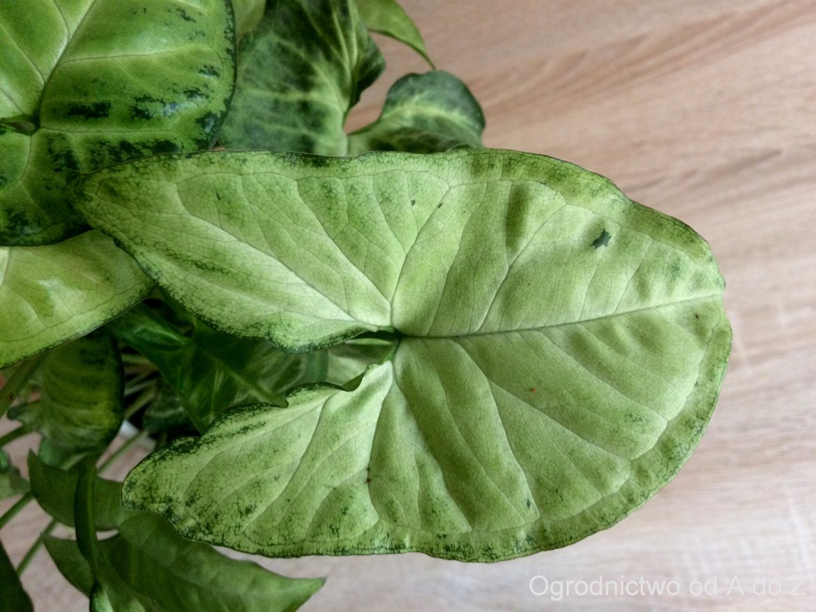 Syngonium 'White Butterfly'