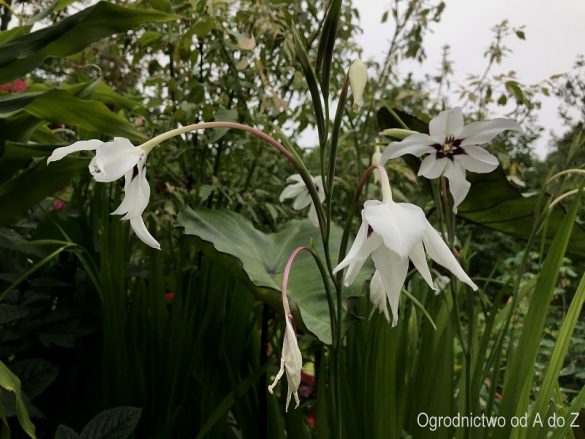 Acidantera dwubarwna