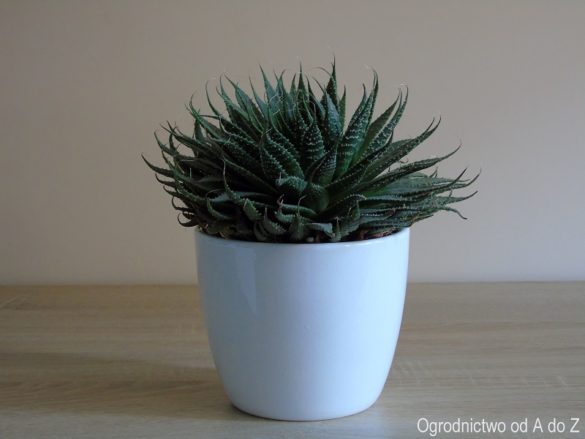 Aloes ościsty- atlas roślin doniczkowych