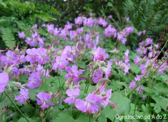 Bodziszek kantabryjski