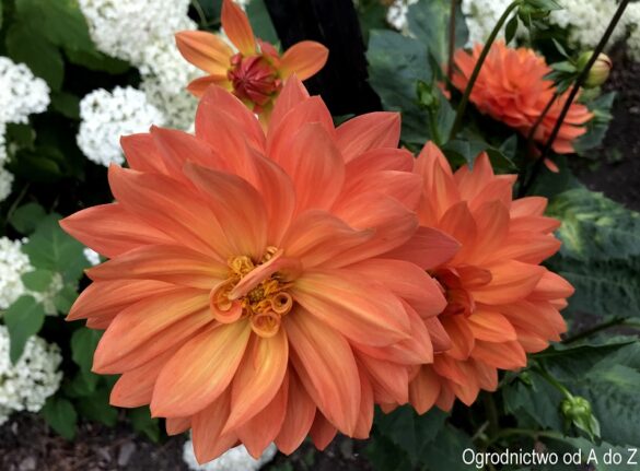 Dalia 'Gwyneth'