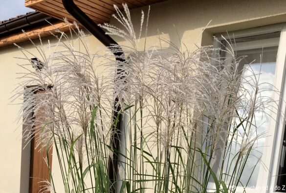 Miskant chiński Memory