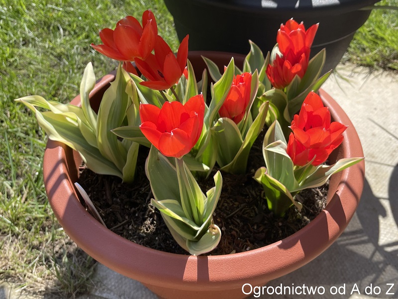 Tulipa praestans 'Unicum' flowers
