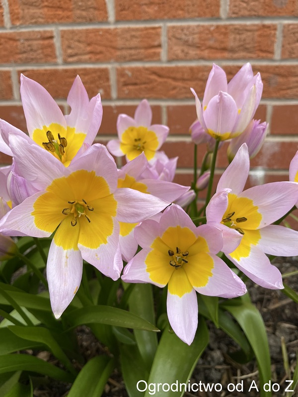Tulipa Lilac Wonder 