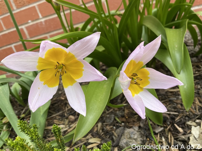 Tulipa Lilac Wonder 
