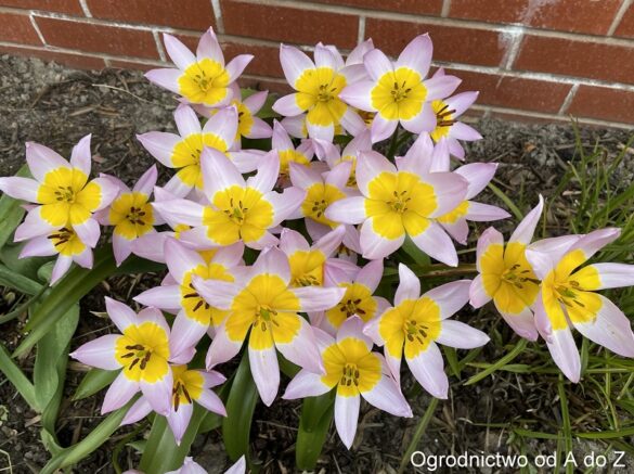 Tulipa 'Lilac Wonder'
