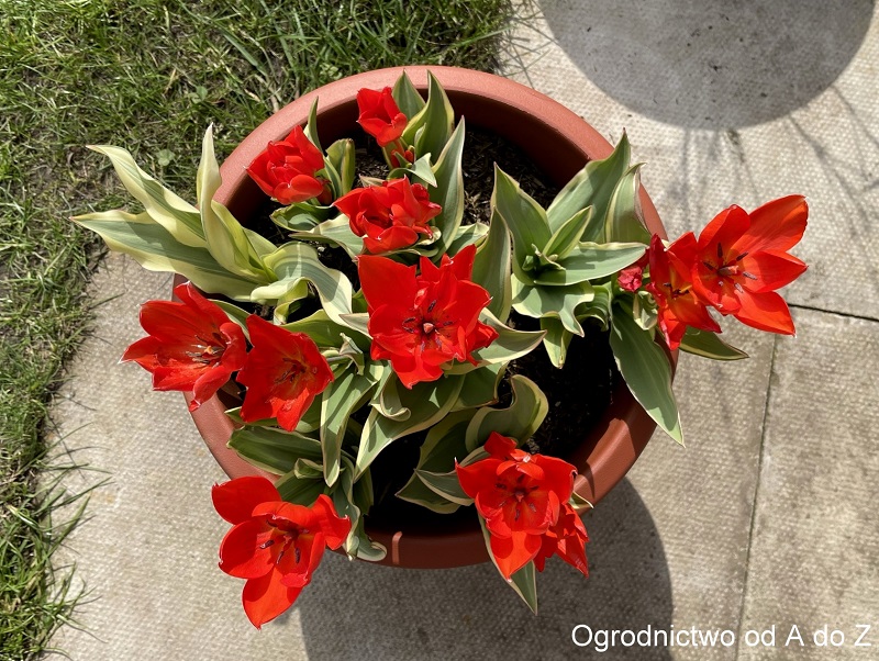 Tulipa praestans 'Unicum'
