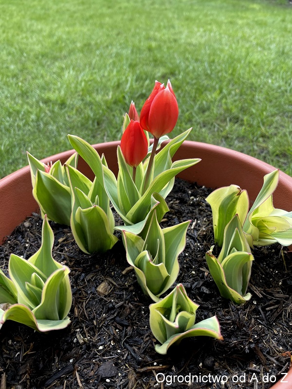 Tulipan dostojny ‘Unicum’ 