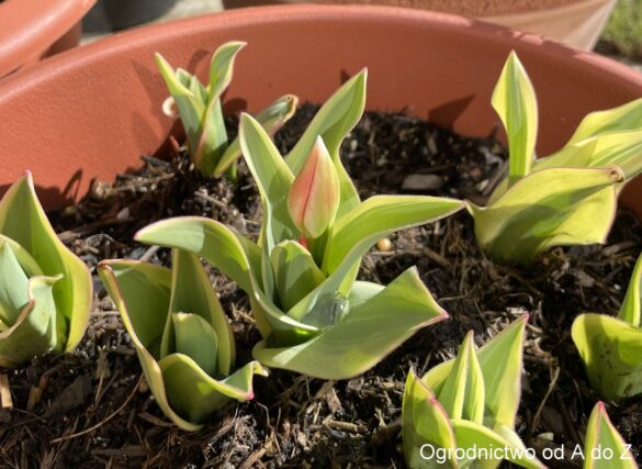Tulipa praestans 'Unicum'