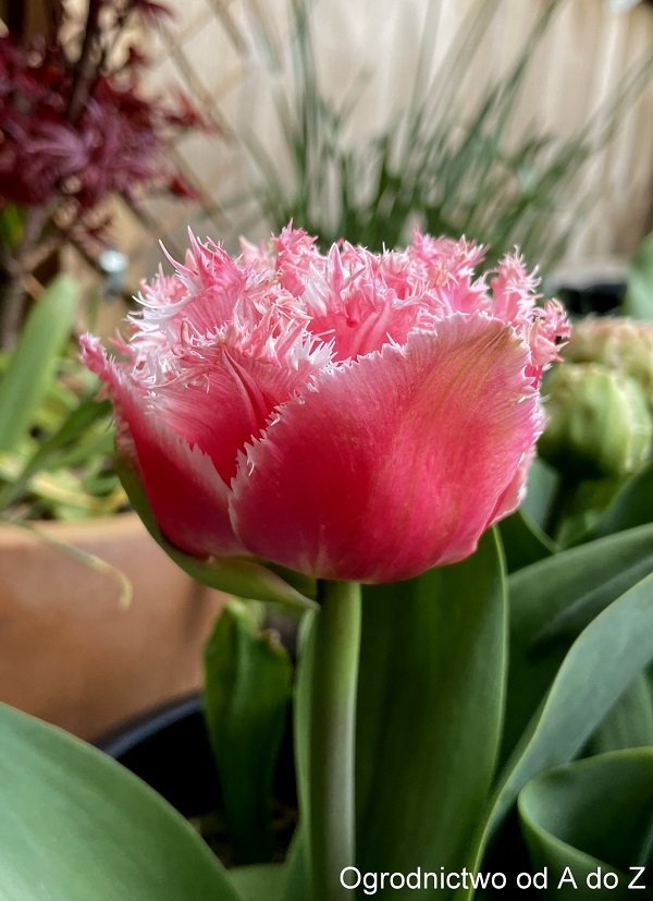 Tulipa 'Queensland'