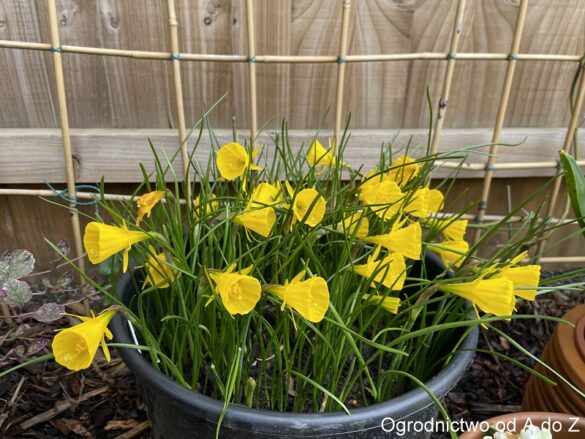Narcissus bulbocodium