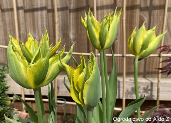 Tulip 'Green Mile'