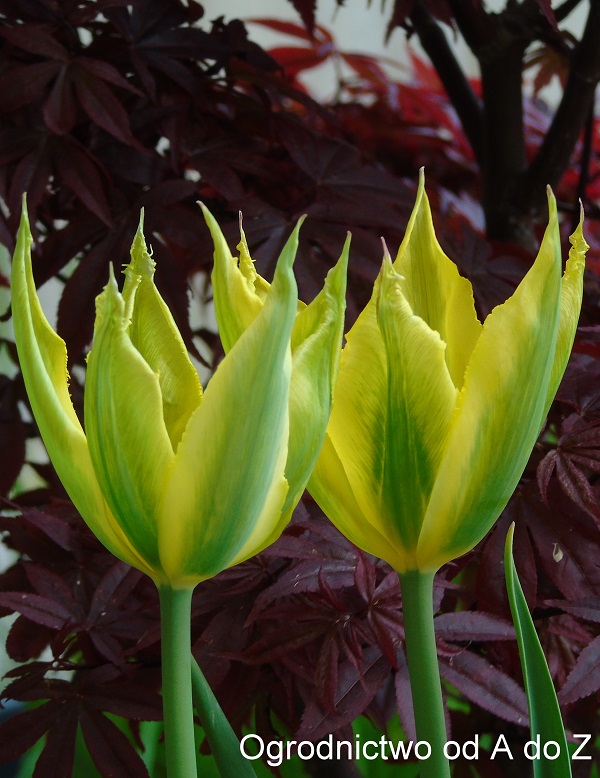 Tulipa 'Green Mile'