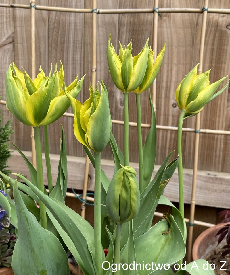 Tulip 'Green Mile'