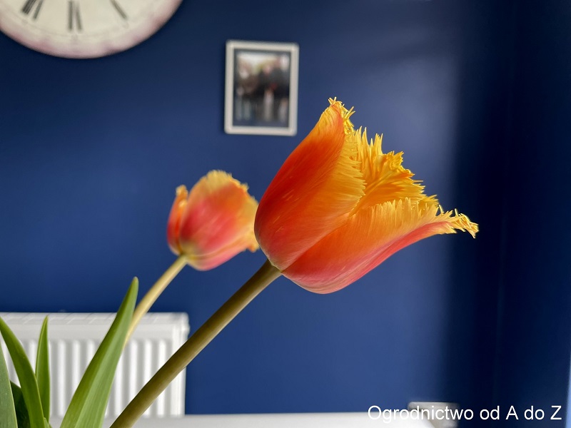 Tulipa 'Lambada'