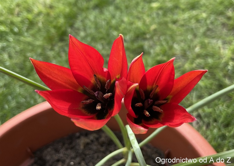 Tulip orphanidea 'Lizzy'