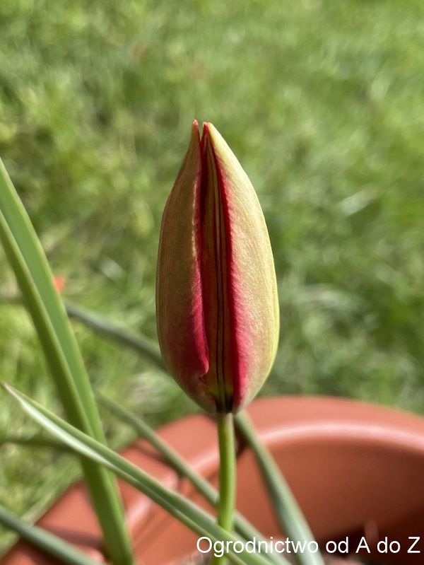 Tulip orphanidea 'Lizzy'