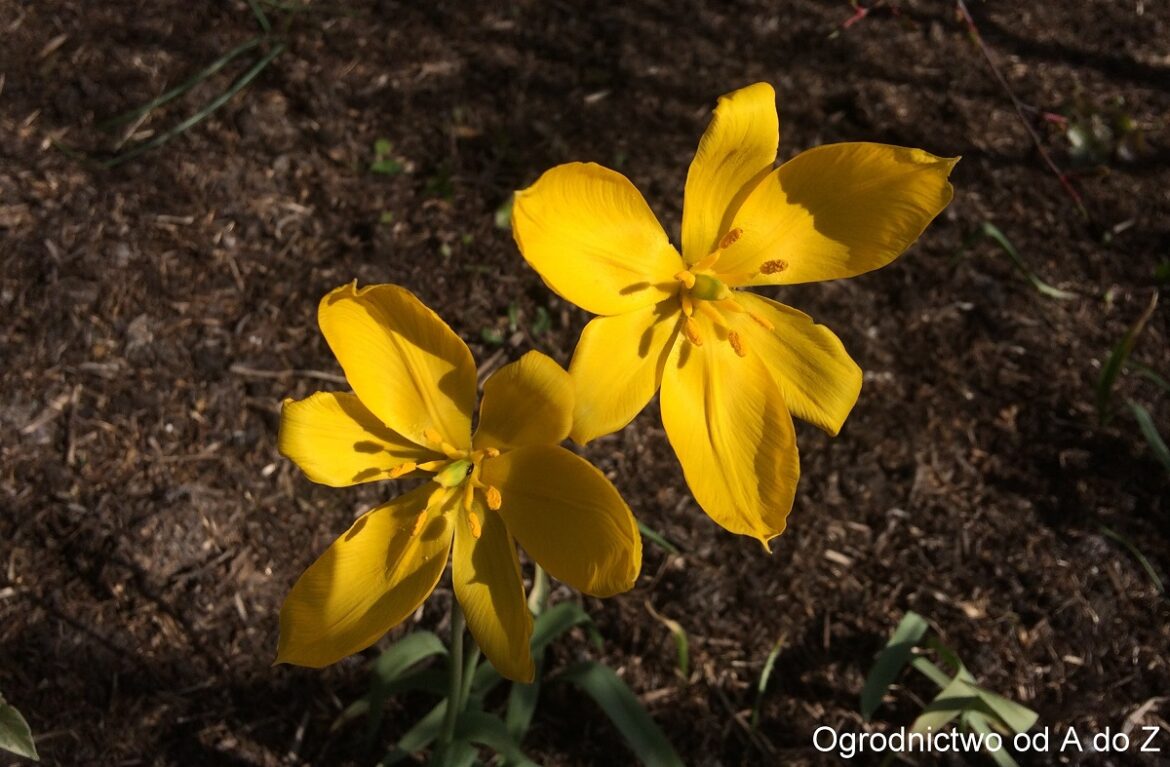 Tulipa sylvestris