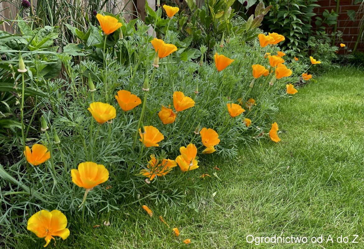 Eschscholtzia californica