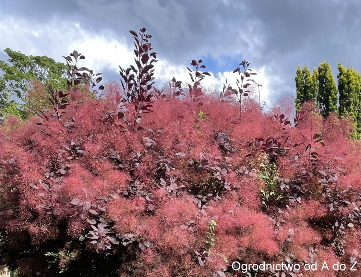 Perukowiec podolski Cotinus coggygria