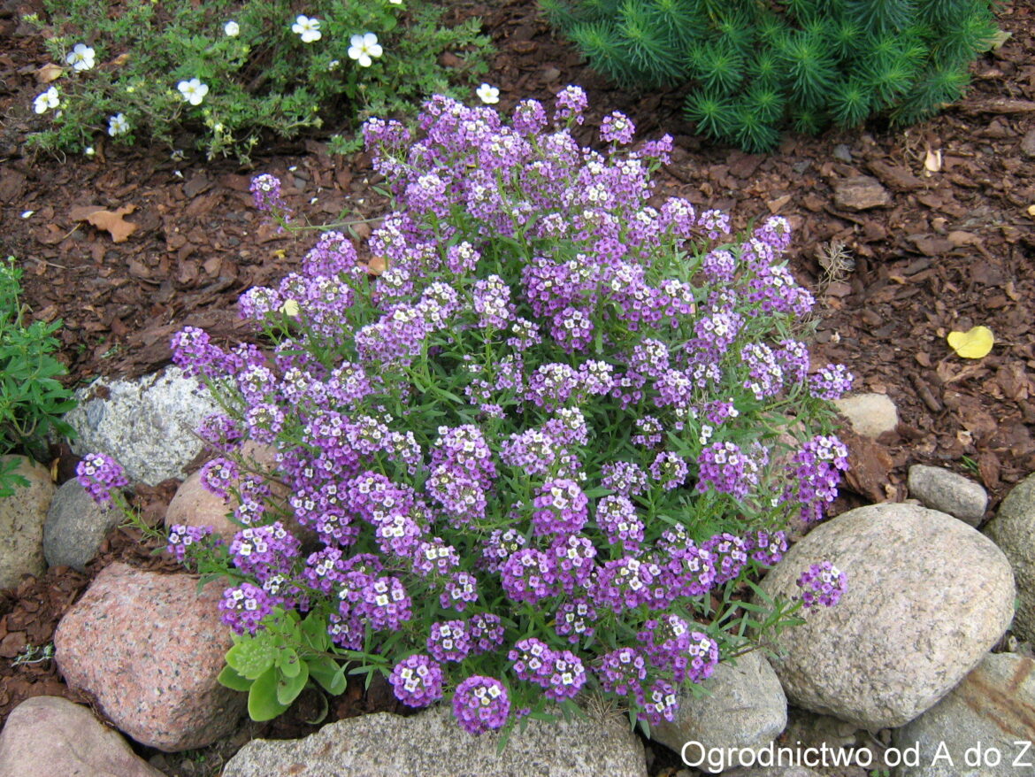 Sweet alyssum