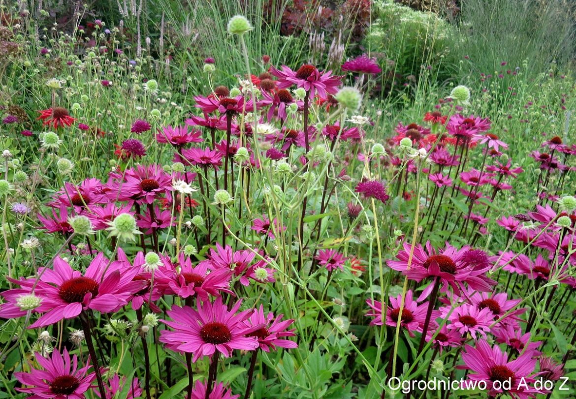 Echinacea purpurea 'Ruby Giant’ Echinacea purpurea 'Ruby Giant'