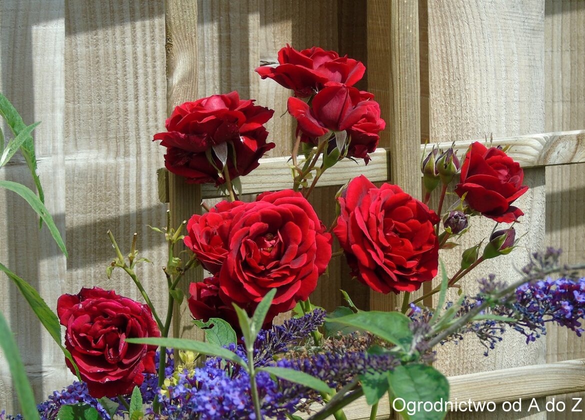 Róża pnąca Sympathie