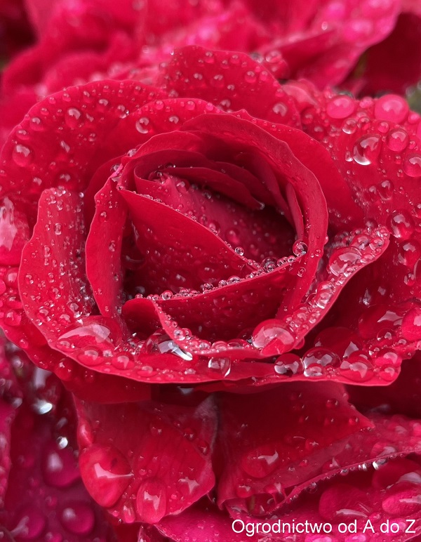 Róża pnąca 'Sympathie'