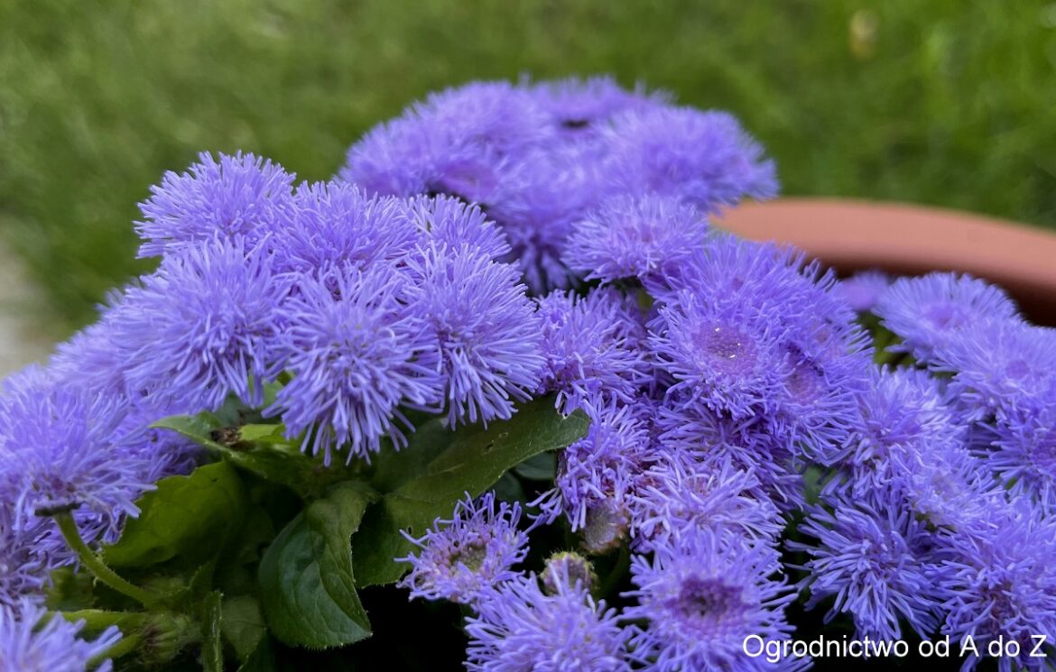 Żeniszek meksykański