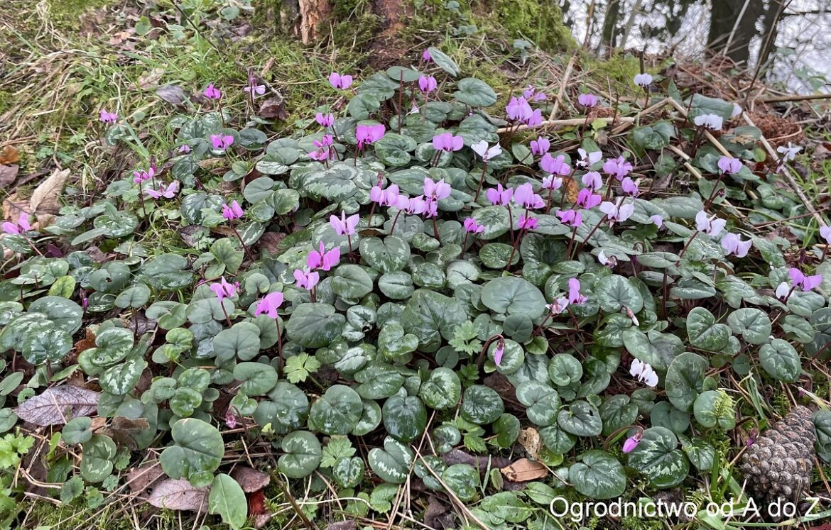 Cyklamen dyskowaty3 Cyklamen dyskowaty