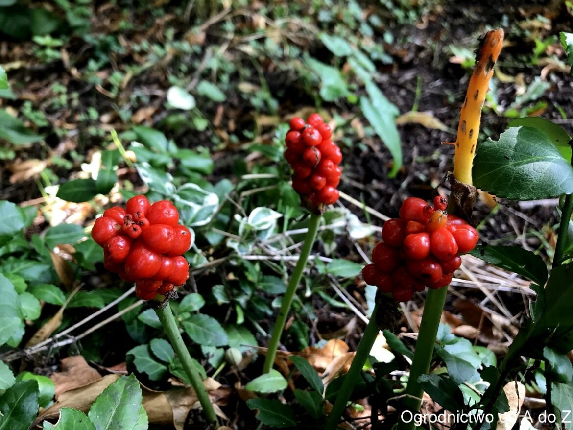Arum italicum
