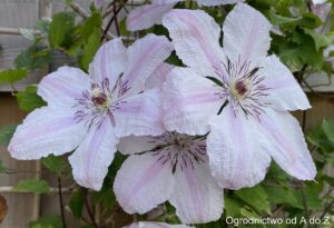 Powojnik 'Jan Paweł II'