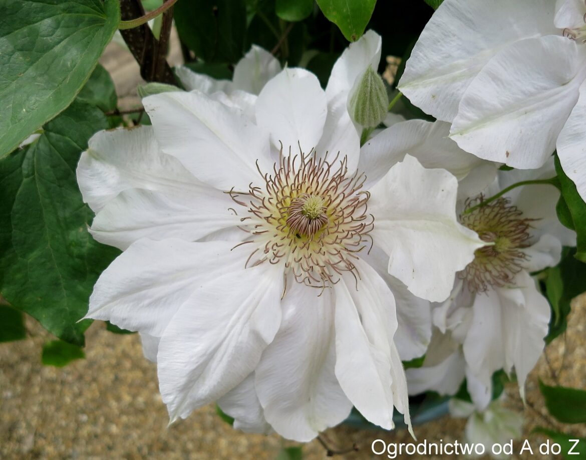 Clematis 'Jerzy Popiełuszko'