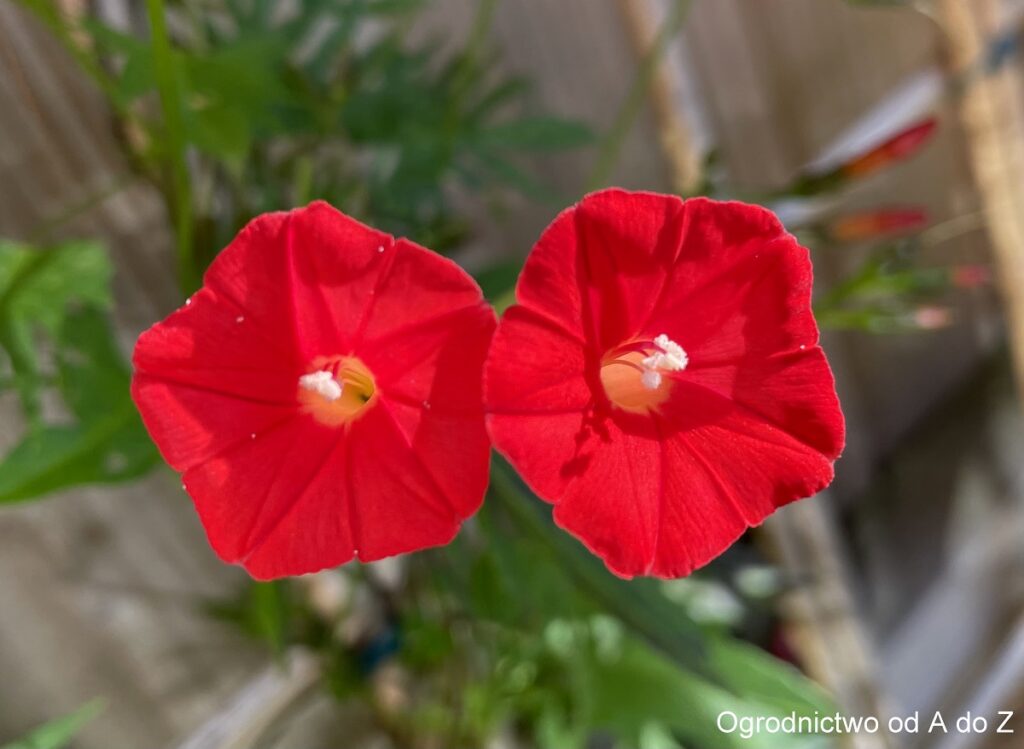 Wilec kardynalski czerwone kwiaty