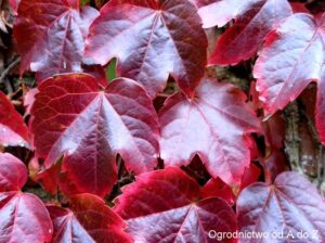 Winobluszcz trójklapowy