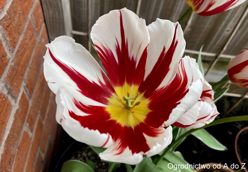Tulipan ‘Happy Generation'