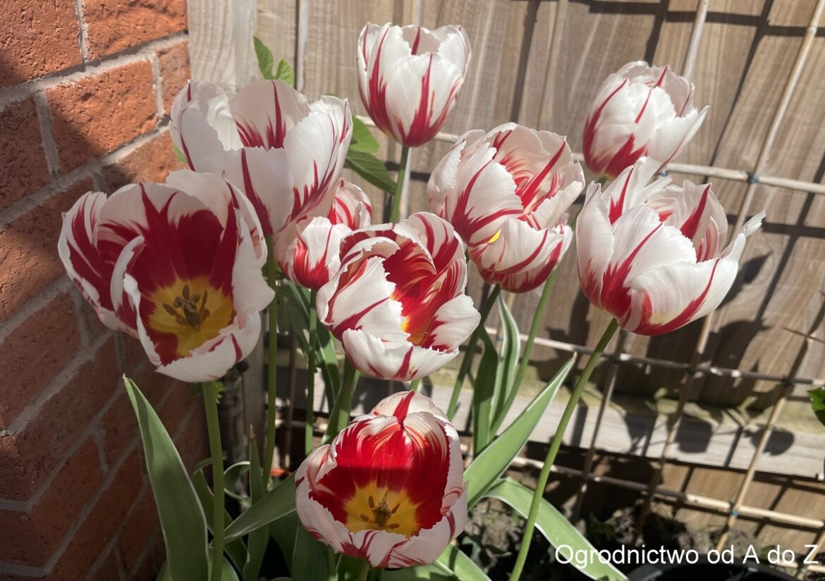 Tulipan 'Happy Generation'