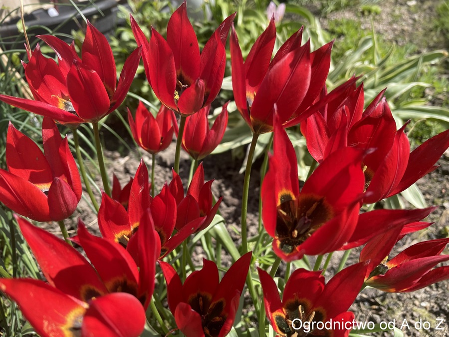 Tulipan Orphanidesa ‘Lizzy’ (2)