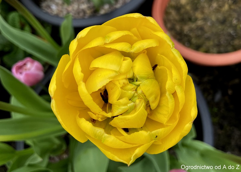 Tulipan ‘Yellow Pomponette’