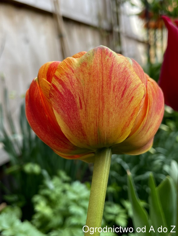 Tulipan 'Sun Lover'