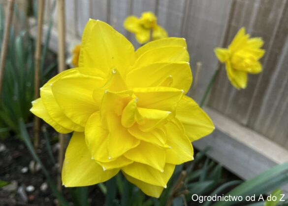 Narcyz 'Dick Wilden'